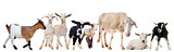 goat, kid, ewe and lambs