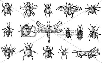 Insects Set with Beetles, Bees and Spiders Isolated on White Bac