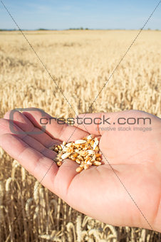 Mature farmer hand holding a handful of wheat grains just picked