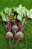 Three red beetroot with purple stalks and green leaves