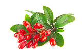 Fresh juicy organic barberry on branch with green leaves.