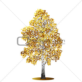 detached tree birch with yellow leaves