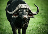 Beautiful buffalo portrait