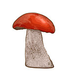 Mushroom with red cap