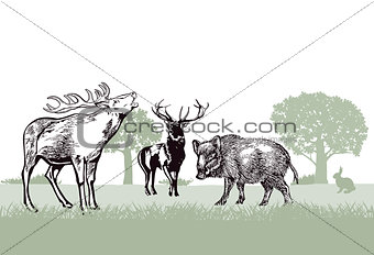 Deer and wild boar in the forest