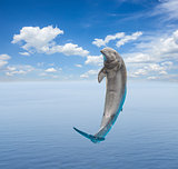 single jumping dolphin