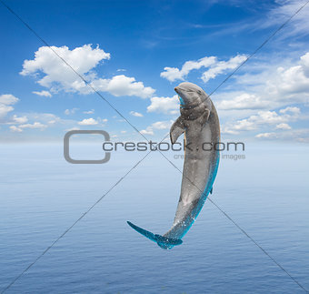 single jumping dolphin