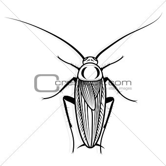 Cockroach vector design vector animal illustration for t-shirt. Sketch tattoo design.