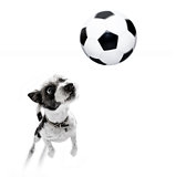 soccer poodle dog