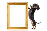 dog with golden frame