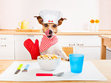 chef cook dog in kitchen 