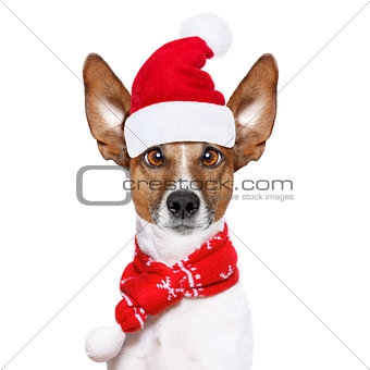 christmas santa claus dog