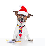 dog at office with santa hat for christmas 