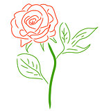 Red Rose isolated on white, vector illustration