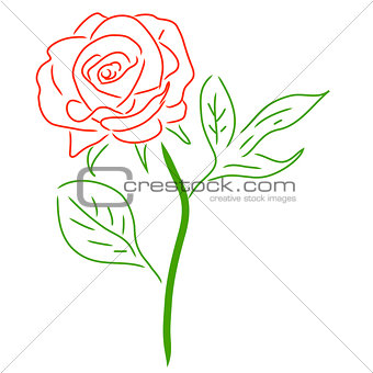 Red Rose isolated on white, vector illustration