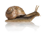 Crawling common snail, Burgundy snail or edible snail, isolated