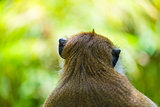 portrait of a monkey turned away from a camera in nature