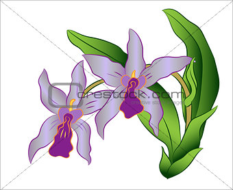 Branch of orchid flower with green leaves, Vector Illustration