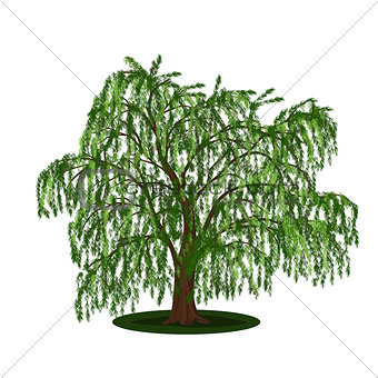 detached tree willow with leaves
