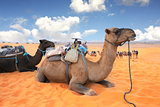 Camels in Sahara desert, Morocco