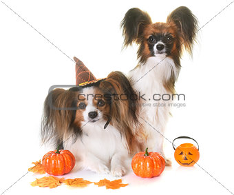 young papillon dogs and halloween