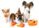 young papillon dogs, chihuahua and halloween