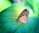 Bright photo of a butterfly exotic illuminated 