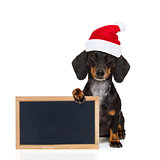 santa claus dog on christmas holidays