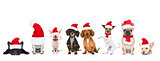 big team row of dogs on christmas holidays