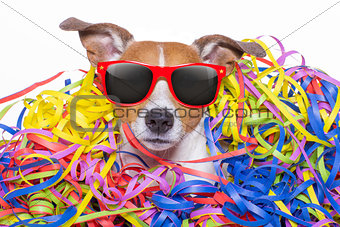happy birthday  dog celeberation