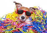 party celebration dog 