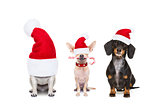 row of dogs on christmas holidays