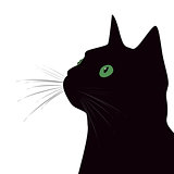 Black cat with green eyes on white background