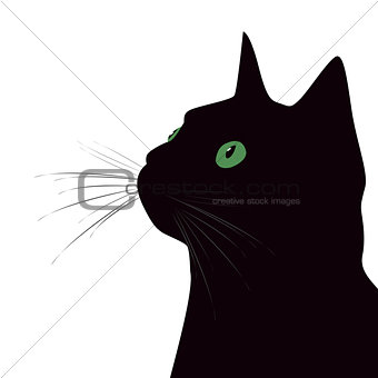Black cat with green eyes on white background