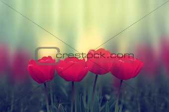 Red tulip flowers on black and white background