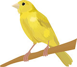 Canary bird vector illustration Isolated on white