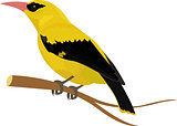 Oriole bird vector illustration isolated on white