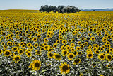 Sunflower field in in backlight over clean blue sky with holm oa
