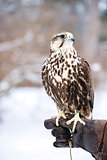 Falcon sits on a gloved hand