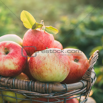 Fresh ripe apples in the basket