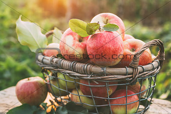 Fresh ripe apples in the basket.