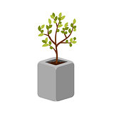 Tree outdoor plant in a concrete pot vector isolated.