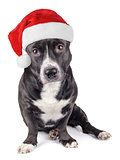 Cute black dog with santa hat