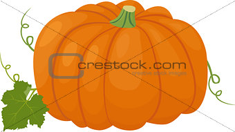 Orange pumpkin vector illustration. Autumn vegetable
