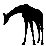 black silhouette of a giraffe. isolated vector illustration
