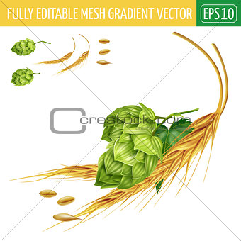 Hops and malt on white background. Vector illustration