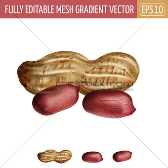 Peanuts on white background. Vector illustration