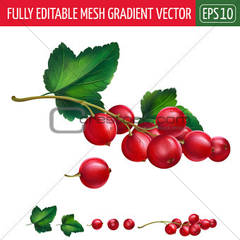 Red currant on white background. Vector illustration
