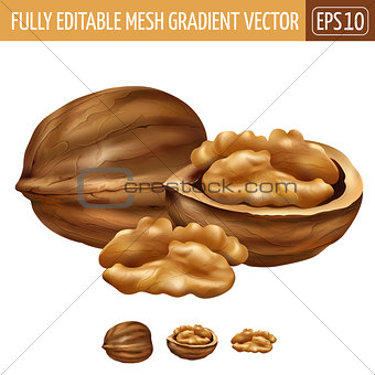 Walnut on white background. Vector illustration