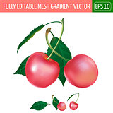 Pink Cherry on white background. Vector illustration